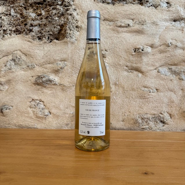 Ouistiti blanc