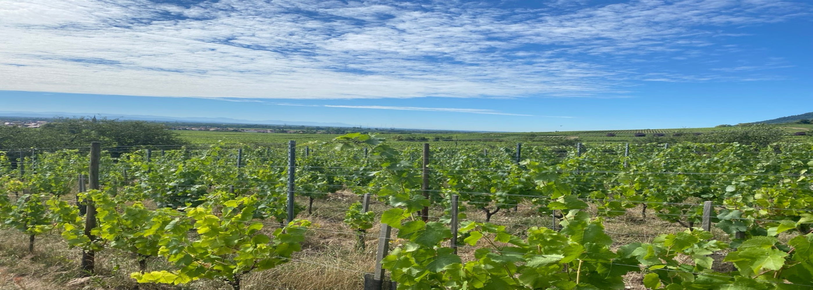 Domaine de la main rouge