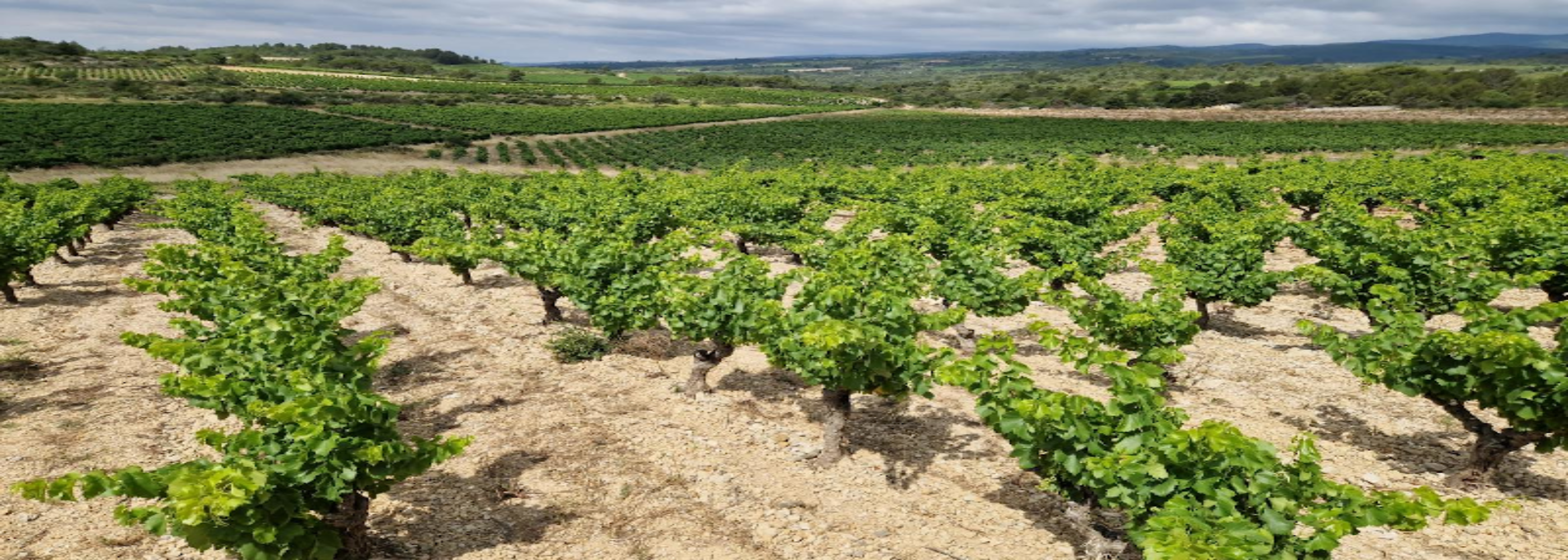 Domaine des Cépheides
